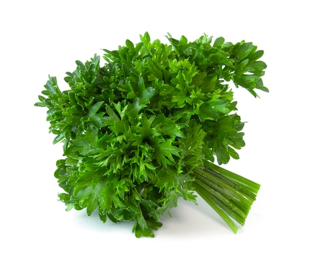 Bunch of green parsley fresh herbs for cooking isolated on white background Fragrant plant used in the kitchen for decoration and aroma