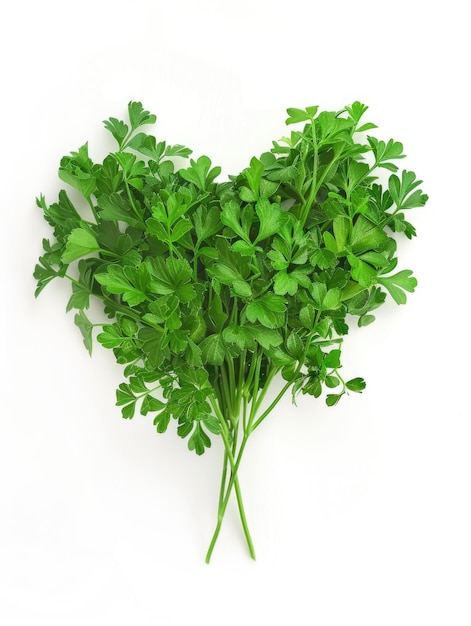 A bunch of green parsley is arranged in a heart shape Concept of love and care as the parsley is carefully arranged to form a heart The green color of the parsley also adds a fresh