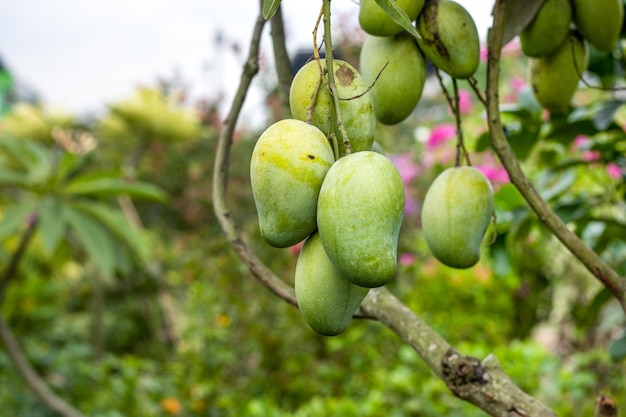 Bunch of green raw mango hanging inside of a garden