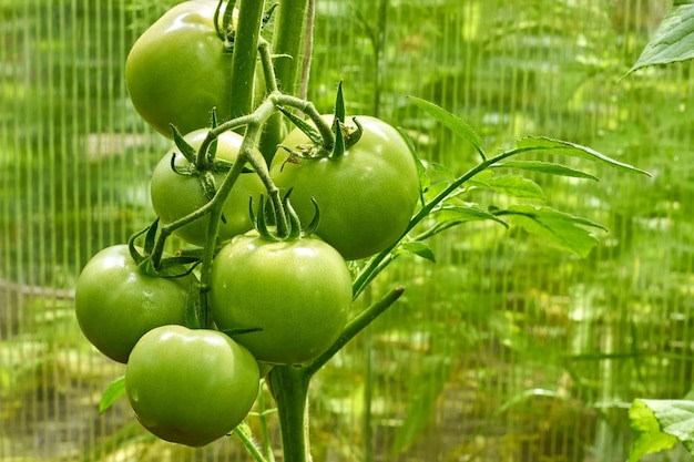 Bunch of green ripening tomatoes on a branch in a greenhouse on a green background