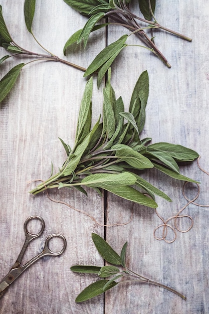 Bunch of green sage leaves on gray wooden table herbs scissors\
string flat lay overhead view