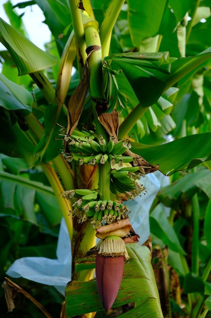 bunch of green unripe bananas. Banana is a nutritious fruit and contains carbohydrates.