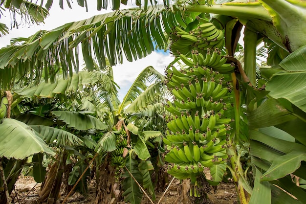 Bunch of green and yellow bananas in the garden Turkey Alanya