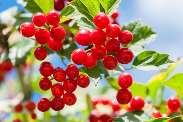 Bunch of guelder-roseviburnum berries horizontal picture