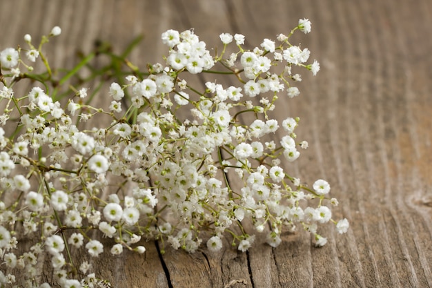 Foto grappolo di gypsophila (respiro del bambino)