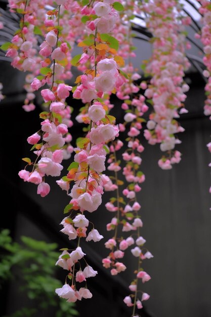 A bunch of hanging flowers with the name fukuji on the left