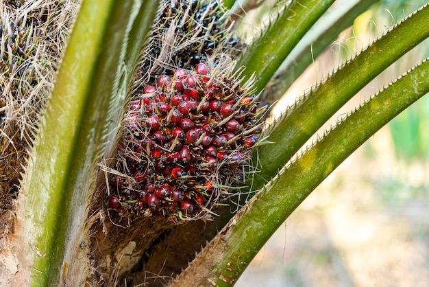 Куча собранных плодов пальмового масла для промышленности