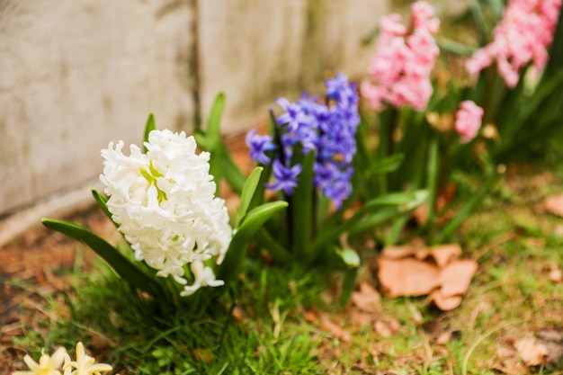 A bunch of hyacinth flowers in a garden