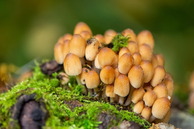 Bunch of inedible poisonous mushrooms grows on fallen mossy tree in forest