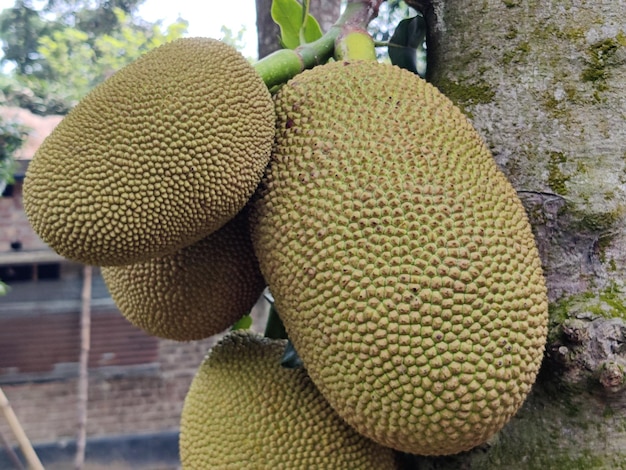 A bunch of jackfruit hanging from a tree