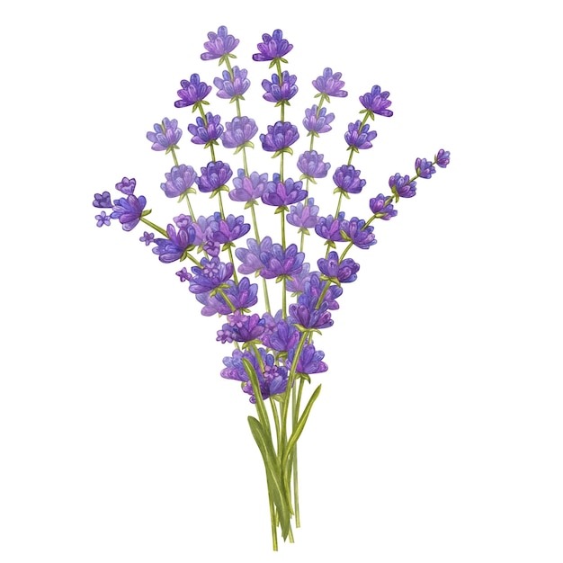 Bunch of lavender flowers Floral aquarelle bouquet Eco natural herbs Watercolor illustration isolated on white background