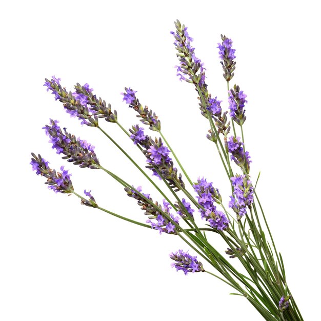 Foto un grappolo di fiori di lavanda isolati su uno sfondo bianco