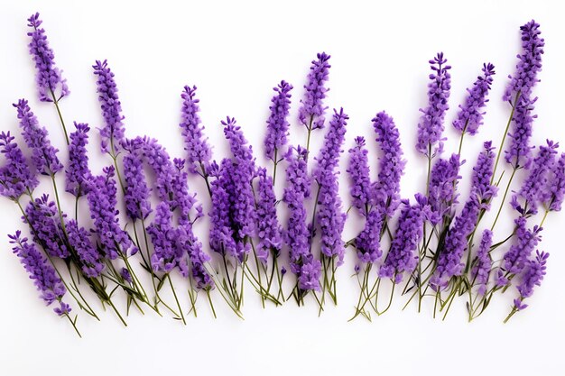 a bunch of lavender flowers with the words quot free quot on the bottom