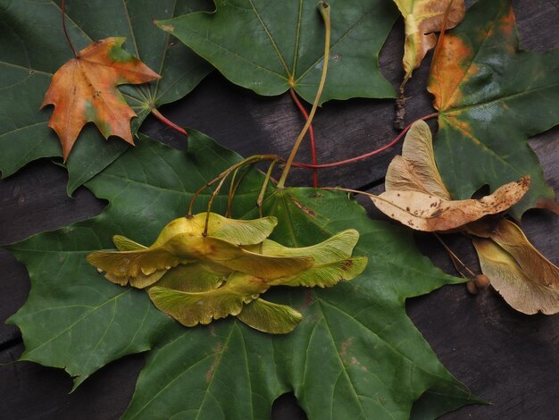 A bunch of leaves on a table with the word maple on it