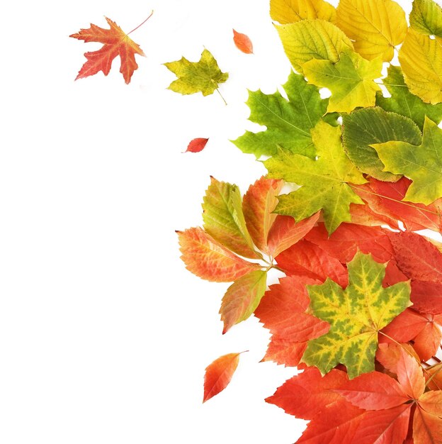 a bunch of leaves that are on a white background