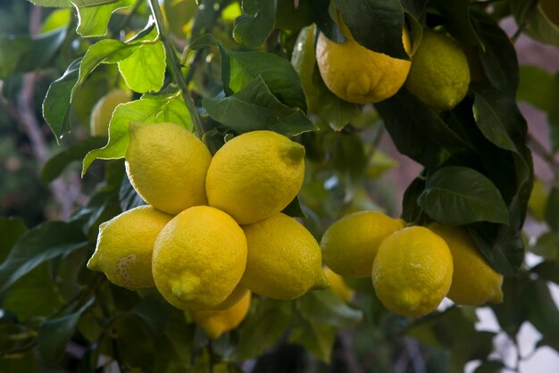 Bunch of lemons on the branch