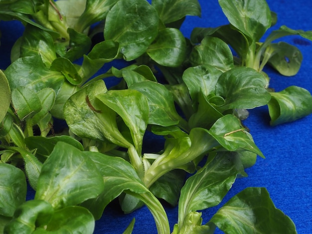 A bunch of lettuce is on a blue cloth