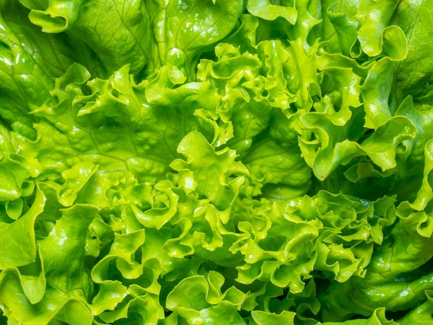 A bunch of lettuce leaves on the table Cooking dinner Healthy diet Food in the summer season Greenery in the kitchen