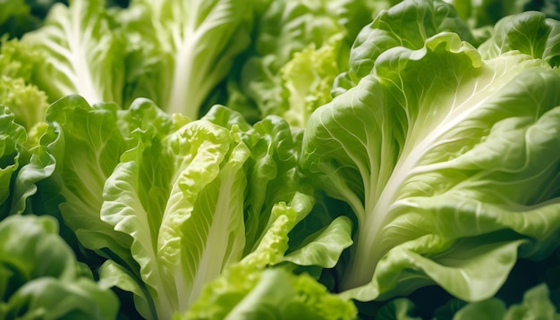 Photo a bunch of lettuce leaves