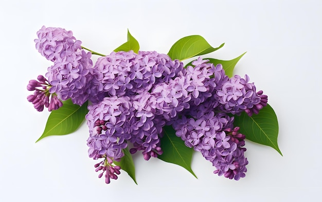 A bunch of lilac flowers on a white background