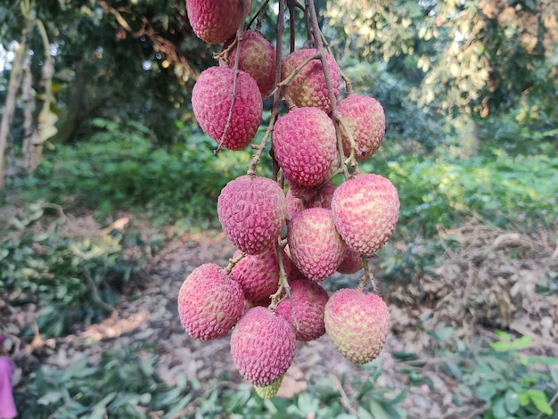 A bunch of lychee fruit hanging from a tree