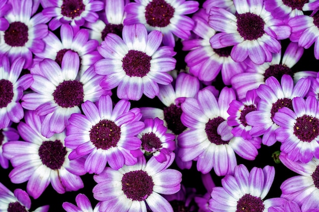 Bunch of magenta flowers on a plant