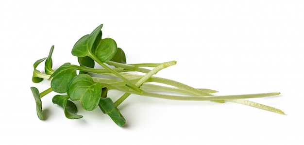 Bunch of micro green sprouts isolated on white background