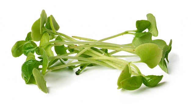 Bunch of micro green sprouts isolated on white background