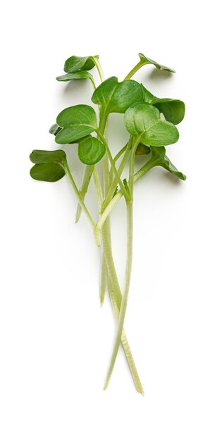 Bunch of micro green sprouts isolated on white