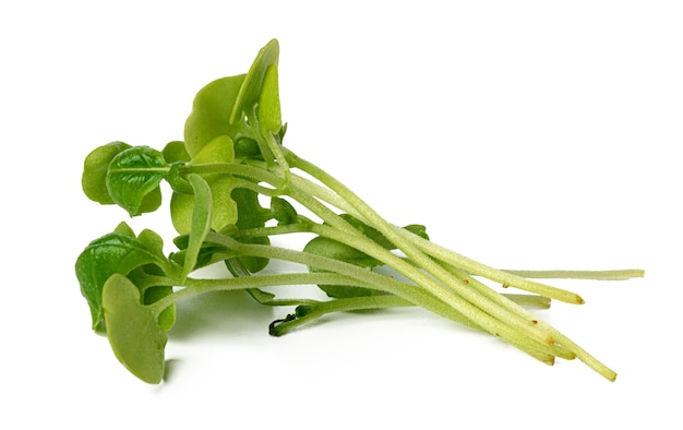 Bunch of micro green sprouts isolated on white