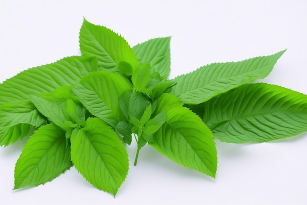 A bunch of mint leaves on a white background