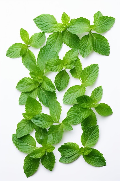 a bunch of mint leaves with a white background