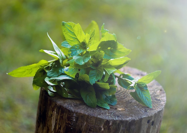 Un mazzetto di menta sdraiato sul ceppo