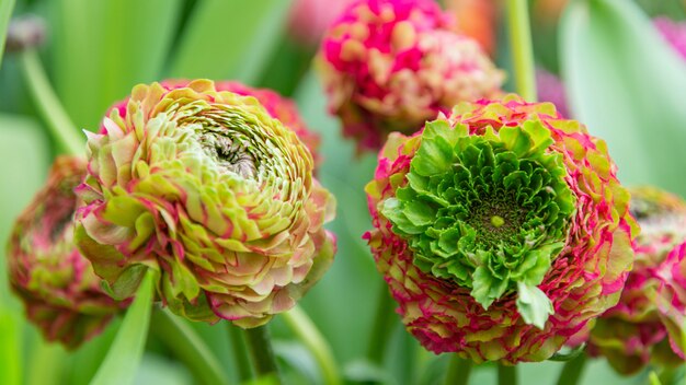 Bunch of multicolored ranunculus flowers on green leaves