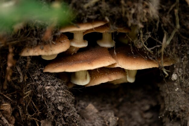 Bunch of mushrooms growing among fallen tree roots