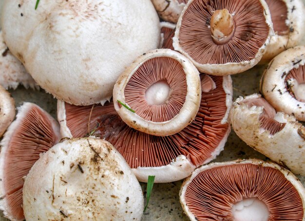 Photo a bunch of mushrooms that are in a pile