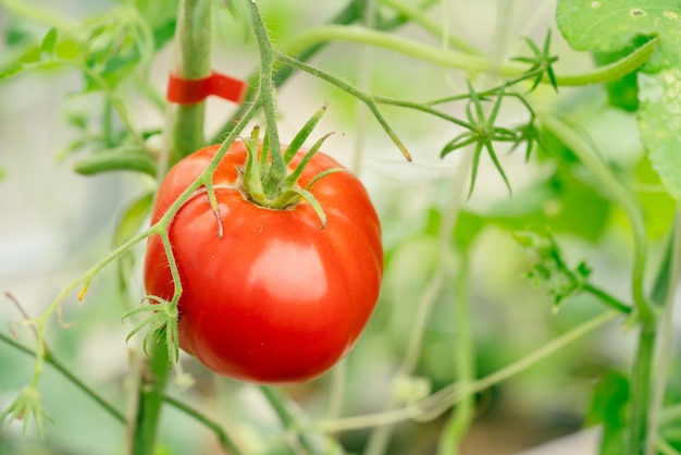 Mazzo di pomodori al naturale