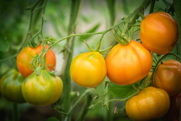 Mazzo di pomodori al naturale