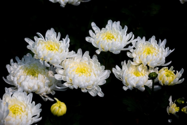 写真 孤立した黒い背景に咲く白い菊の花の束