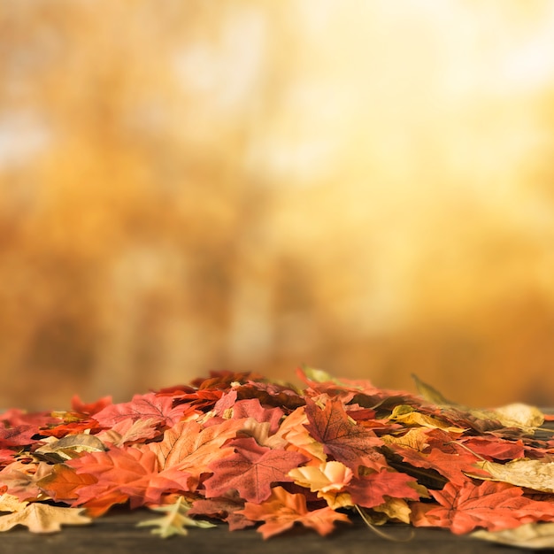 Фото Букет цветных листьев, лежащих на земле