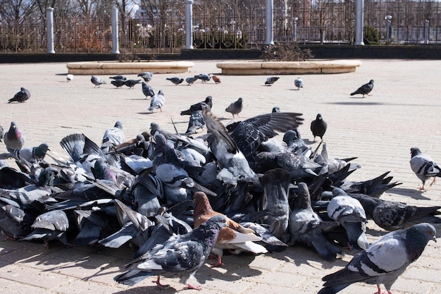 写真 街の歩道に灰色の鳩の束