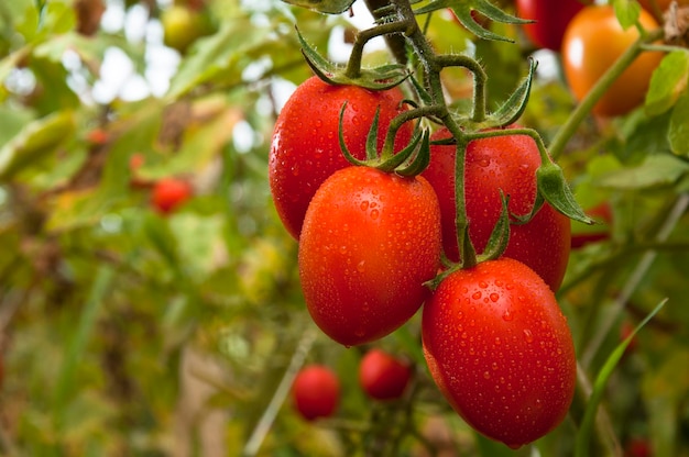 写真 オーガニックの熟したトマトと未熟なトマトの束 プランテーション