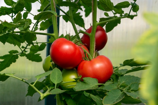 온실에서 유기농 익은 붉은 육즙 토마토의 무리. 자생, 원예 및 농업 개념입니다. 솔라늄 리코페르시쿰. 종자 포장용 덮개. 토마토 농장