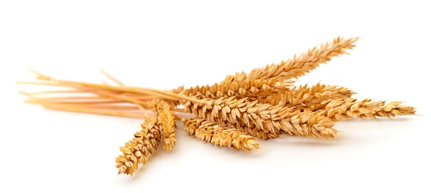Фото Связка спелых колосьев пшеницы