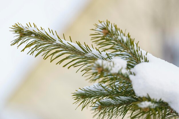 写真 雪で覆われた針でクリスマスツリーの枝に成長する小さな成長する円<unk>の束