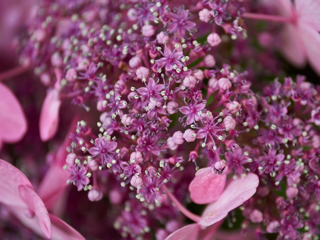 写真 ピンクの花の束