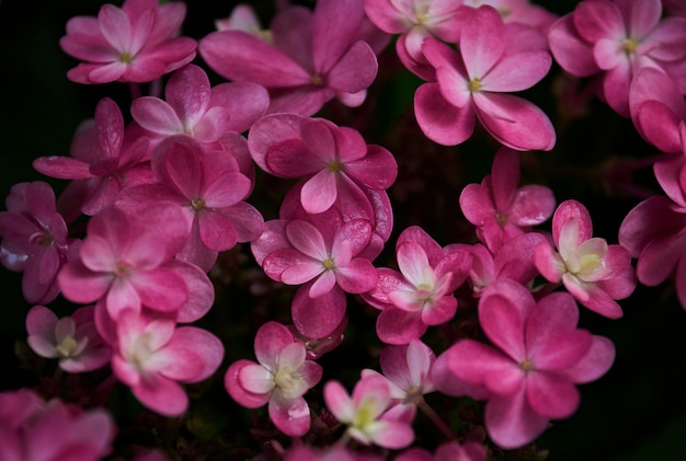 写真 ピンクの花の束