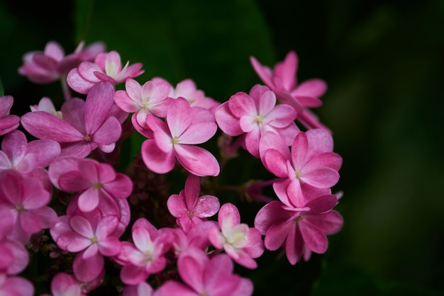 写真 ピンクの花の束