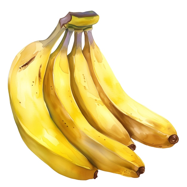 사진 노란색 익은 바나나 어리 수채화 손으로 그린 일러스트레이션 분리