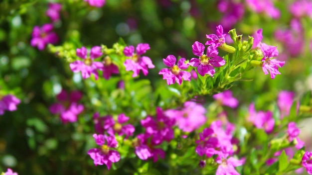 ボケ味の背景を持つ紫色の花を束ねる